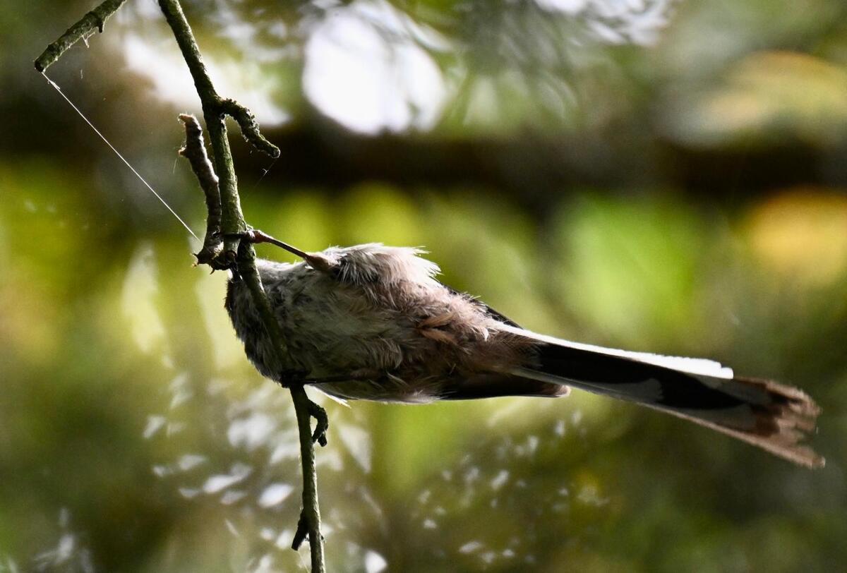 2026-05-23 7 Long-tailed Tit - Got it!